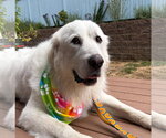 Small #4 Great Pyrenees