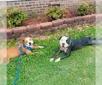 Small #3 American Pit Bull Terrier Mix