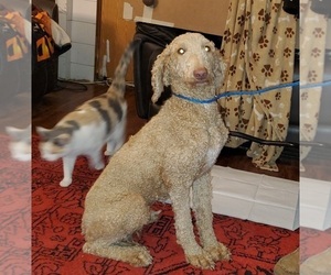 Poodle (Standard) Puppy for Sale in RIPLEY, Tennessee USA