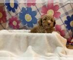 Small Photo #2 Poovanese Puppy For Sale in SHILOH, OH, USA