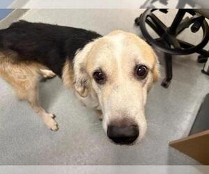Medium Labrador Retriever Mix