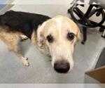 Small Labrador Retriever Mix