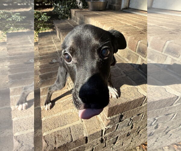 Medium Photo #2 Retriever -Unknown Mix Puppy For Sale in Woodbury, NY, USA