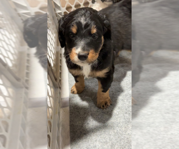Medium Photo #16 Aussiedoodle-Bernedoodle Mix Puppy For Sale in LOGAN, OH, USA