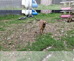 Small #6 German Shepherd Dog