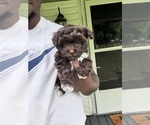 Puppy Clyde YorkiePoo