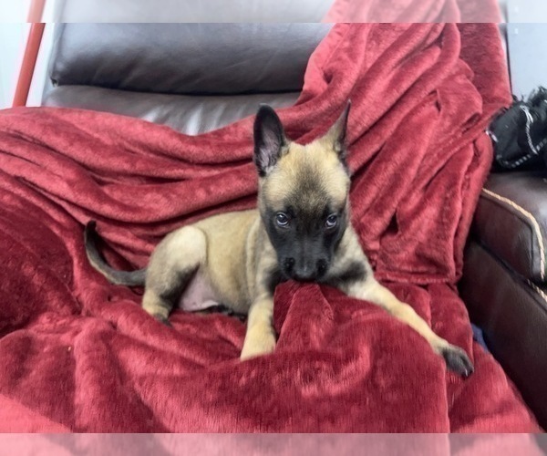 Medium Photo #85 Belgian Malinois Puppy For Sale in REESEVILLE, WI, USA