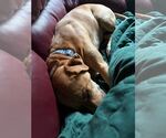 Small #6 Labrador Retriever Mix