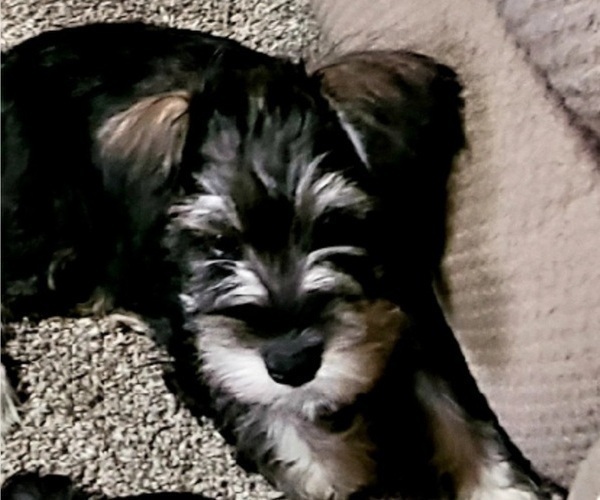 Medium Photo #1 Schnauzer (Miniature) Puppy For Sale in ANNISTON, AL, USA