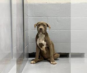 American Pit Bull Terrier-Unknown Mix Dogs for adoption in Augusta, GA, USA