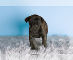 Small Photo #2 Cane Corso Puppy For Sale in BOURBON, IN, USA