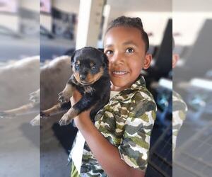 Rottweiler Puppy for Sale in ELK GROVE, California USA