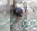 Puppy 4 Rhodesian Ridgeback