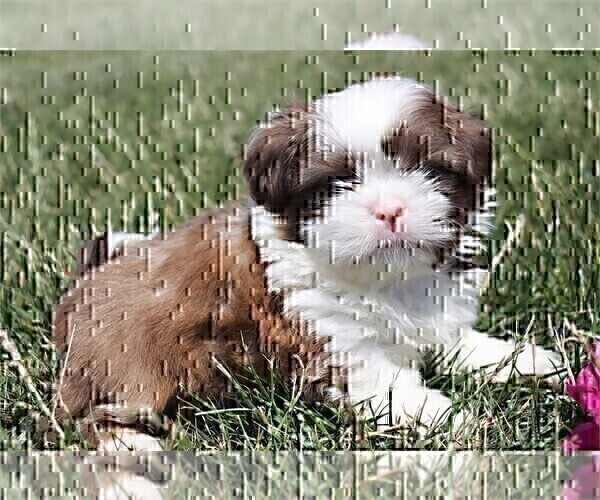 Medium Photo #2 Shih Tzu Puppy For Sale in FORT LAUDERDALE, FL, USA