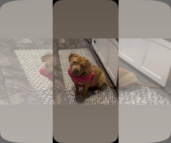 Medium Photo #2 American Pit Bull Terrier Puppy For Sale in Hayward, CA, USA