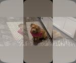 Small #1 American Pit Bull Terrier