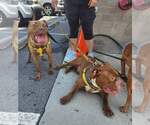 Small #16 Labrador Retriever Mix