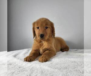 Golden Retriever Puppy for sale in FRANKLIN, IN, USA