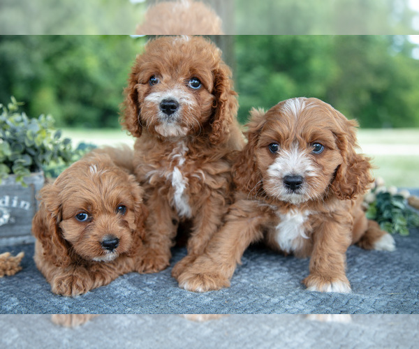 Medium Photo #1 Cavapoo Puppy For Sale in NEW CONCORD, OH, USA
