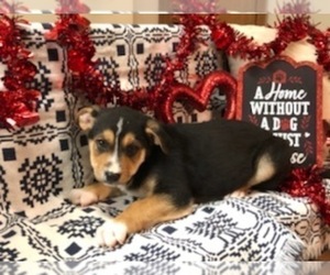 Euro Mountain Sheparnese Puppy for sale in INDIANAPOLIS, IN, USA