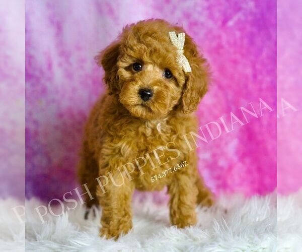 Medium Photo #5 Poodle (Toy) Puppy For Sale in WARSAW, IN, USA