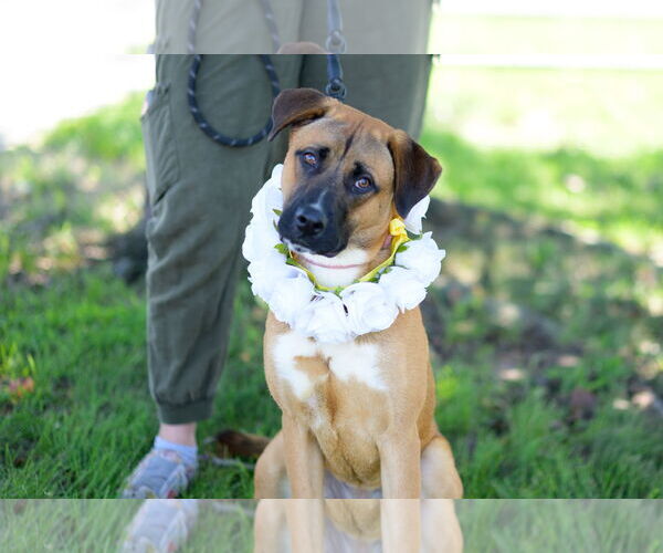 Medium Photo #5 German Shepherd Dog-Unknown Mix Puppy For Sale in Perth Amboy, NJ, USA