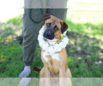 Small #4 German Shepherd Dog Mix