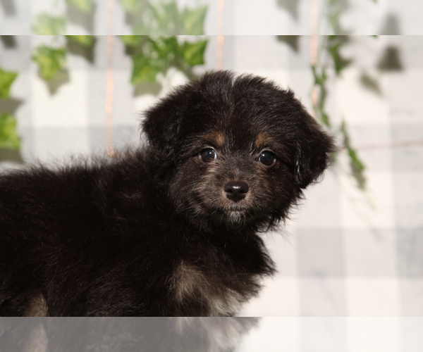 Medium Photo #2 Aussie-Poo Puppy For Sale in MARIETTA, GA, USA