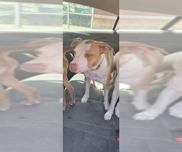Medium Photo #1 American Staffordshire Terrier Puppy For Sale in San Antonio, TX, USA