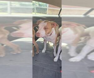 American Staffordshire Terrier Dogs for adoption in San Antonio, TX, USA