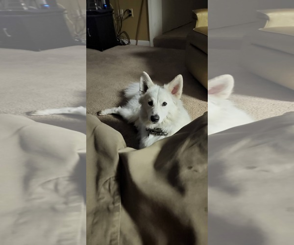 Medium Photo #3 American Eskimo Dog Puppy For Sale in Pikesville, MD, USA