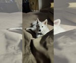 Small #2 American Eskimo Dog