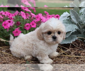 Shih Tzu Puppy for sale in SHILOH, OH, USA