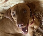Small Photo #1 Vizsla Puppy For Sale in FONTANELLE, NE, USA