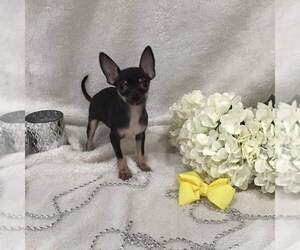 Chihuahua Puppy for sale in CENTER HILL, FL, USA