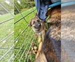 Small Photo #6 German Shepherd Dog Puppy For Sale in PORTER, TX, USA