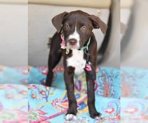 Lab-Pointer Dogs for adoption in Brewster, NY, USA