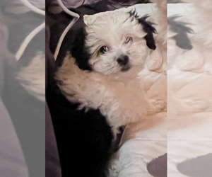 Jack Russell Terrier-ShihPoo Mix Puppy for sale in OAKLEY, CA, USA