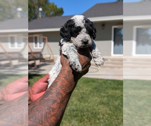 Medium Photo #3 Bernedoodle-Cavapoo (Miniature) Mix Puppy For Sale in SACRAMENTO, CA, USA