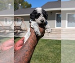 Small #2 Bernedoodle-Cavapoo (Miniature) Mix