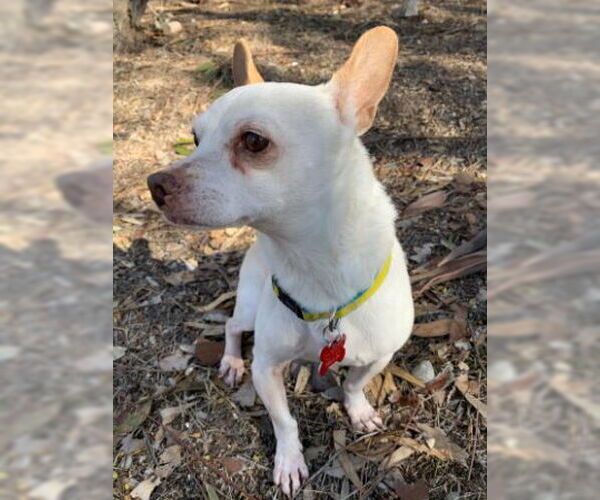 Medium Photo #9 Chihuahua-Unknown Mix Puppy For Sale in San Diego, CA, USA