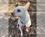 Small #8 Chihuahua Mix
