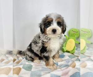Miniature Bernedoodle Puppy for sale in FRANKLIN, IN, USA