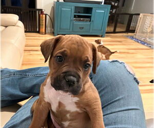 American Staffordshire Terrier-Unknown Mix Dogs for adoption in Holly Springs, NC, USA