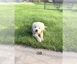 Small Photo #8 Golden Retriever Puppy For Sale in CHIPPEWA FALLS, WI, USA