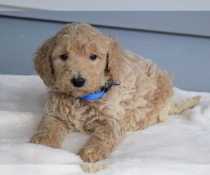 Goldendoodle Puppy for sale in COSHOCTON, OH, USA