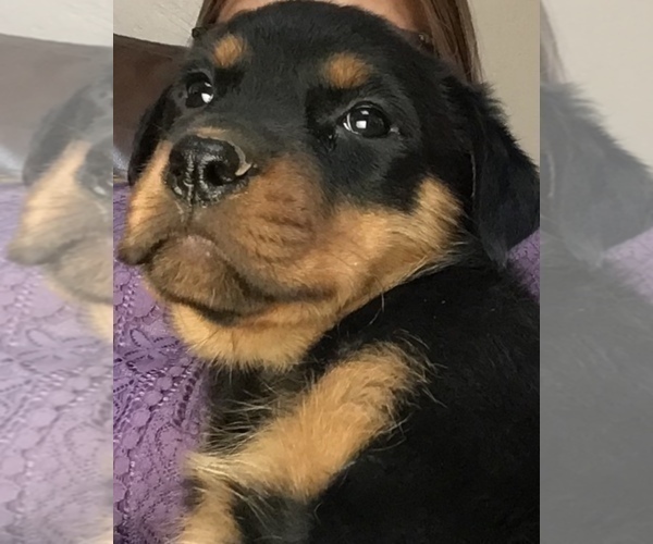 Medium Photo #18 Rottweiler Puppy For Sale in OAK GLEN, CA, USA