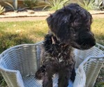 Small Photo #2 Doodle-Goldendoodle Mix Puppy For Sale in WACO, TX, USA