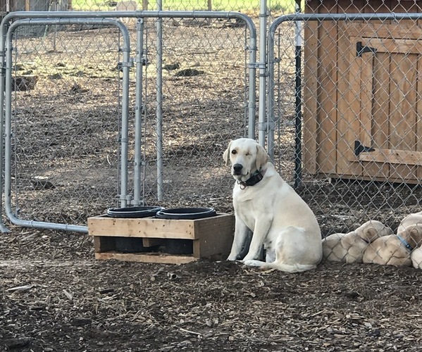 Medium Photo #1 Labrador Retriever Puppy For Sale in DELTA, CO, USA