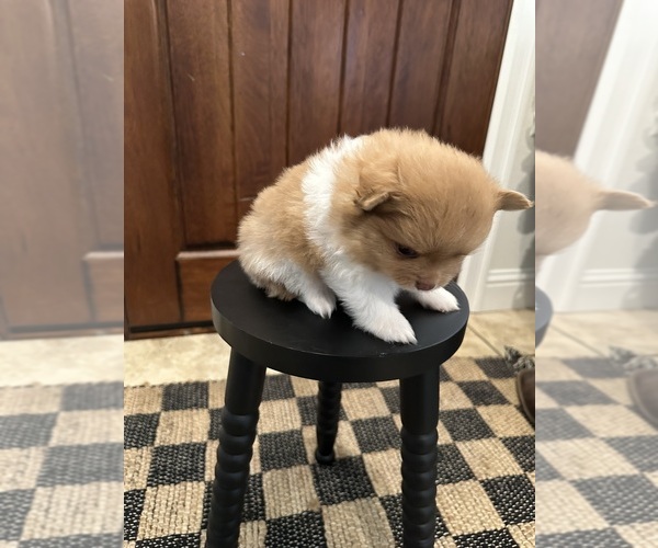 Medium Photo #4 Pomeranian Puppy For Sale in SELMA, CA, USA